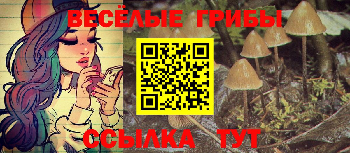 Псилоцибиновые грибы Psilocybine cubensis Полысаево